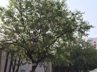 西安雁塔區(qū)幼師職業(yè)教育中心2023年有哪些專(zhuān)業(yè)