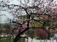 貴陽(yáng)中華幼師職業(yè)學(xué)校2023年怎么樣、好不好