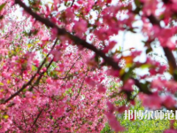 鄭州大學師范學院主校區(qū)2023年報名條件、招生要求、招生對象