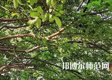 湖南師范大學(xué)2023年報(bào)名條件、招生要求、招生對(duì)象