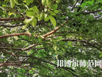 湖南師范大學2023年報名條件、招生要求、招生對象